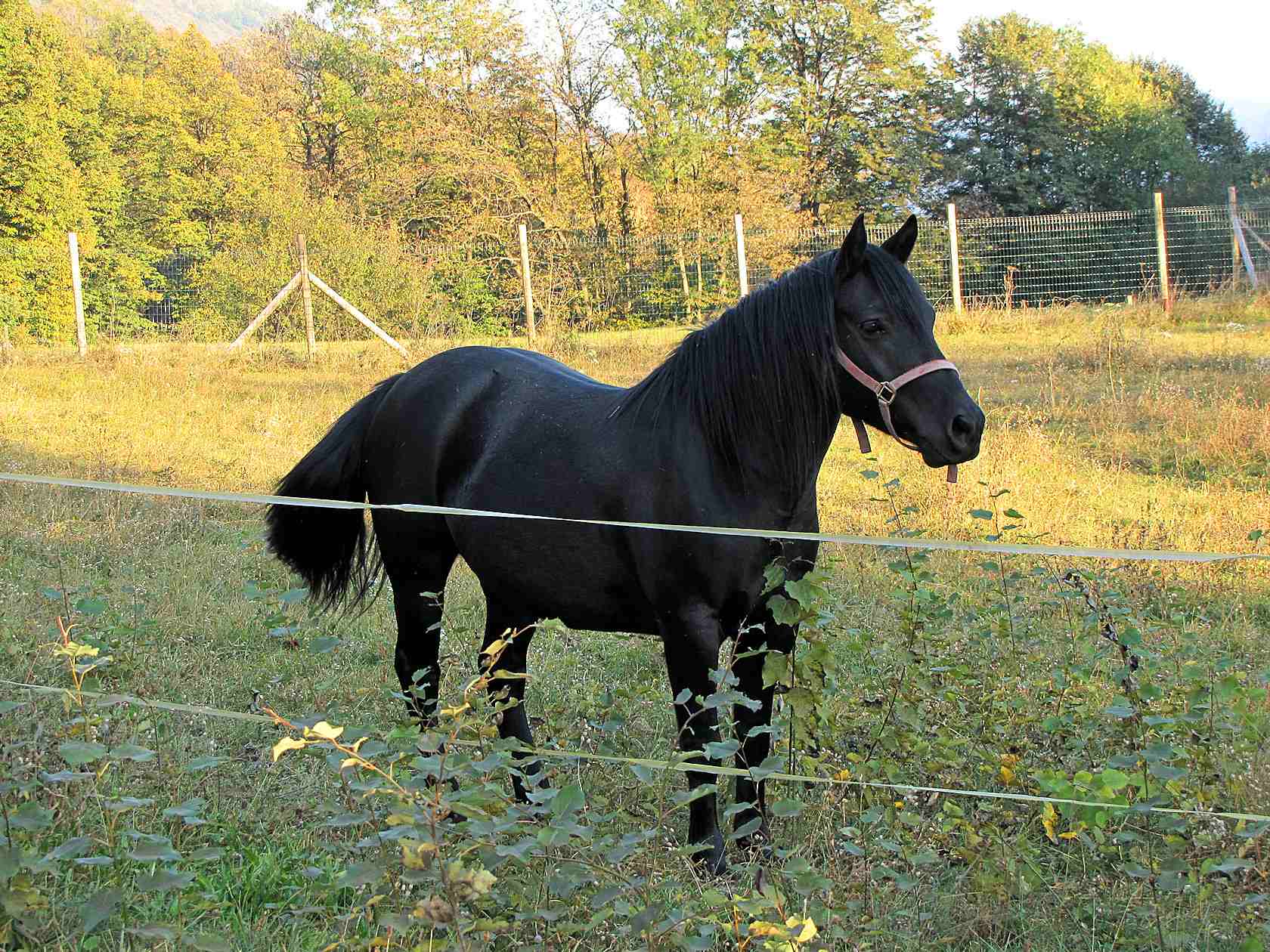 Animali al pascolo